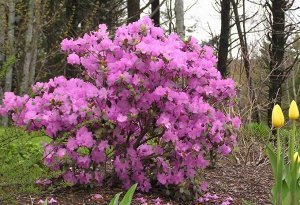 Rhododendron hybriden P.J.M Elite