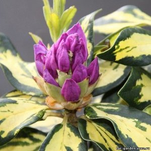 Rhododendron hybriden Malton Gold