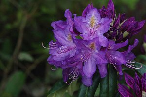 Rhododendron hybriden Lee's Dark Purple