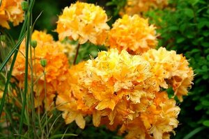 Rhododendron hybriden Golden Harmony