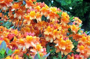 Azalea knap hill Barbecue