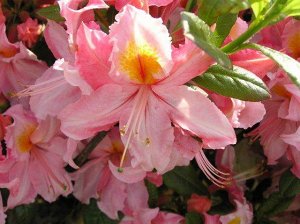 Azalea knap hill Sylphides