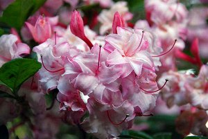 Azalea pont. Corneille