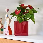 Glossy, Орхидея, Комплект Green Wall Home Kit