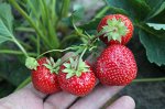 Земляника зарубежные сорта Соната