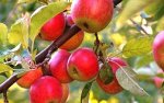 Яблоня с ограниченным ростом Неженка