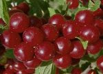 Вишня войлочная Алиса