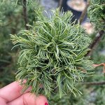Сосна веймутовая Тайни Курлз