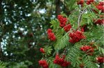 Рябина Мичуринская десертная