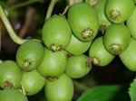 Актинидия Сентябрьская