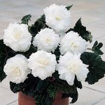 КЛУБЕНЬ БЕГОНИИ ФИМБРИАТА ВАЙТ