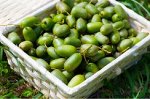 Актинидия Сладкая палочка