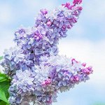 Сирень обыкновенная Надежда