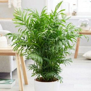 Green Rock Хамедорея, комнатные растения
