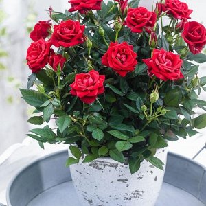 Green Rock Цветущая роза Кордана