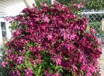Rubra (Kermesina)
