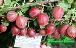 Крыжовник уральский розовый (34-62-42)