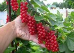Смородина красная Крупная Краса