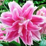 ROSELILY ИЗАБЕЛЛА