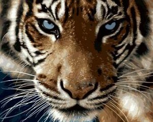 Картина для раскрашивания Взгляд тигра 40х50см / GX8767 /