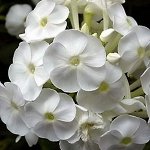 Флокс Кох Гезан
