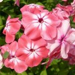 Флокс Анна Гаганова