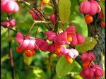 Бересклет Европейский (карликовый)