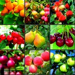 Распродажа плодовых саженцев! - 40%
