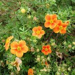 Курильский чай Хоплейс Оранж