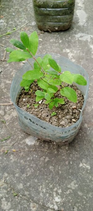 Жимолость "Бореал Близзард"