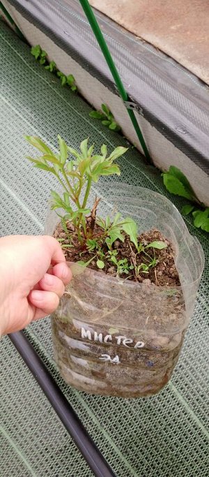 Пион Мистер Эд
