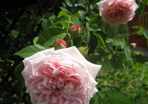 Саженец розы Клэр Роуз (Claire Rose)