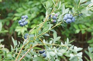 Голубика садовая (Vaccinium corymbosum `Пури`)