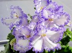 Фиалка ВаТ-Мирное Небо