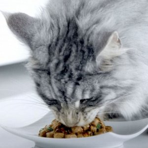 Влажный корм Purina ONE для взрослых кошек, с говядиной и морковью, пауч, 75г