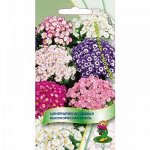 Цинерария Высокорослая смесь (комн) (П)