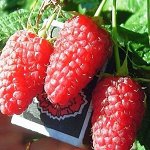 Рассада малины Галактика с ЗКС