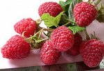 Рассада малины Крепыш  с ЗКС