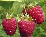 Рассада малины Дочь Геракла с ЗКС