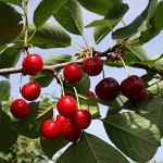 Саженец дюка Игрушка с ЗКС