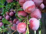 Саженец сливы Киргизская превосходная с ЗКС