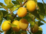 Саженец сливы Золотистая ранняя с ЗКС