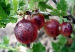 Саженец крыжовника Консул с ЗКС
