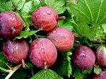 Саженец крыжовника Кооператор с ЗКС