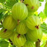 Саженец крыжовника Уральский бесшипный с ЗКС