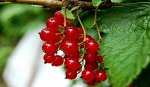 Саженец смородины красной Фертоди с ЗКС