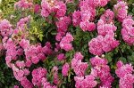 Розы розовые мелкоцветковые (Рамблеры)
