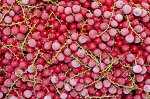 Смородина красная (1кг пакет*5) 1/5 ТМ&quot;Лосторос&quot;