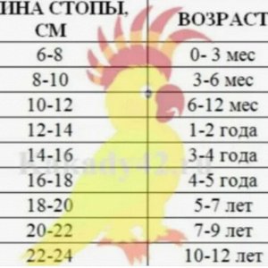 Размерная сетка
