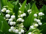 Ландыш садовый